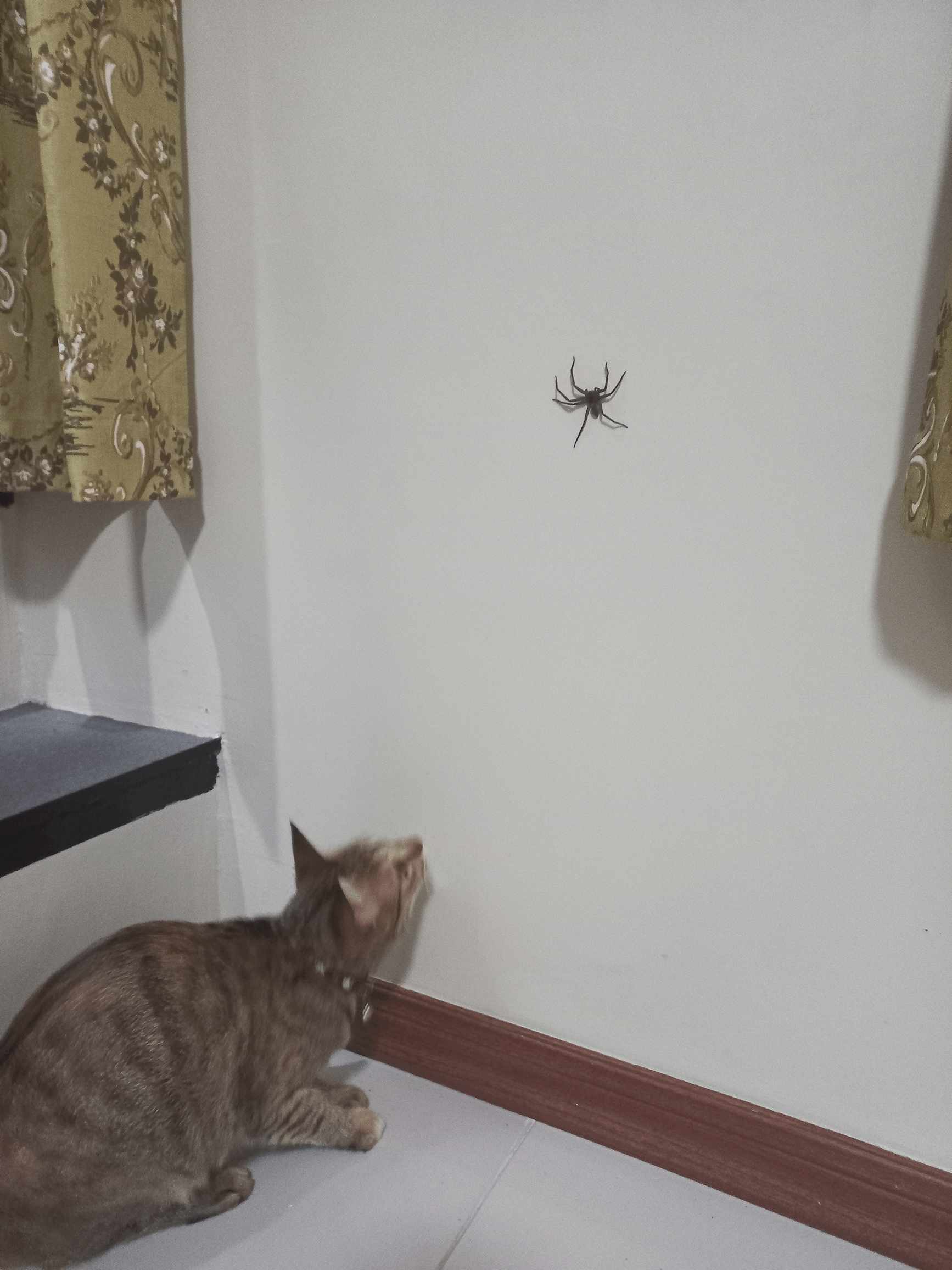 spider